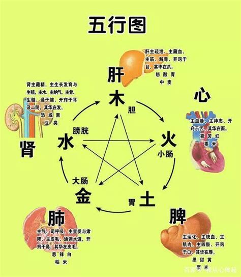 五行对应的器官|五行与人体各器官对应关系